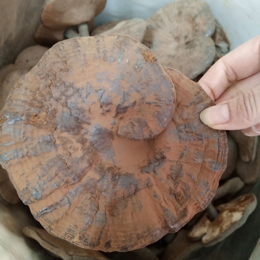 批发紫灵芝带孢子粉灵芝500克包邮紫芝可切片非黑灵芝赤芝红芝