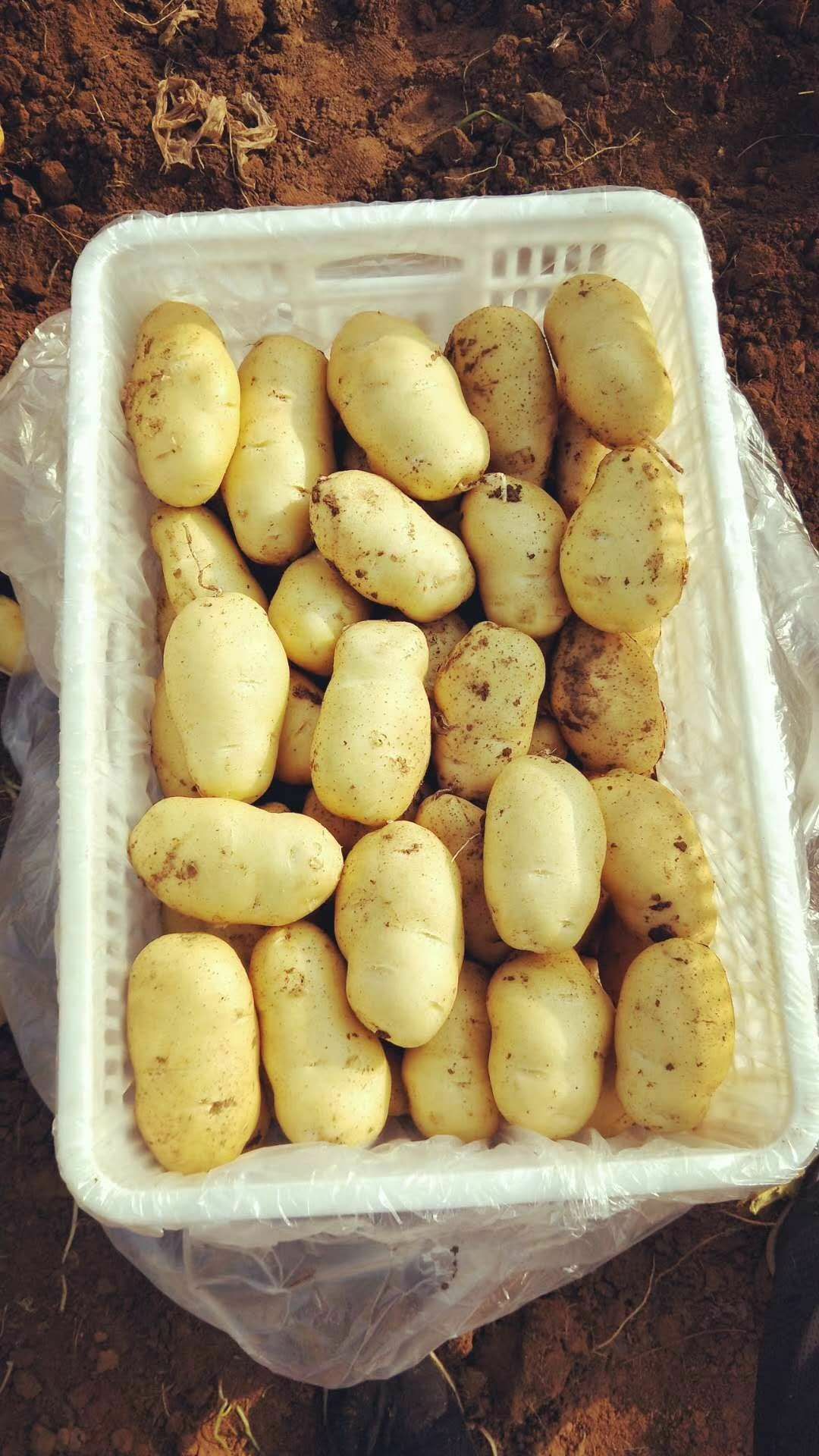 山东陆地土豆大量上市