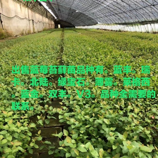 白山大量出售蓝莓苗.品种多。需要的联系。