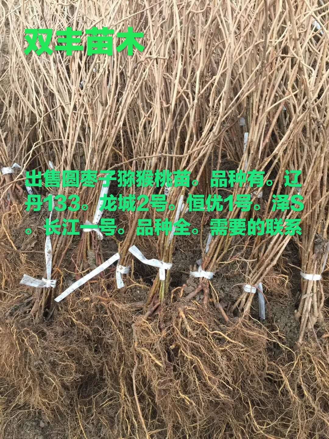 软枣猕猴桃苗  大量出售软枣子猕猴桃苗