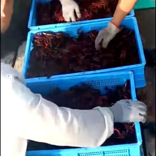 淮安青红虾 大型静养塘，养殖的龙虾，底板干净肉质饱满。