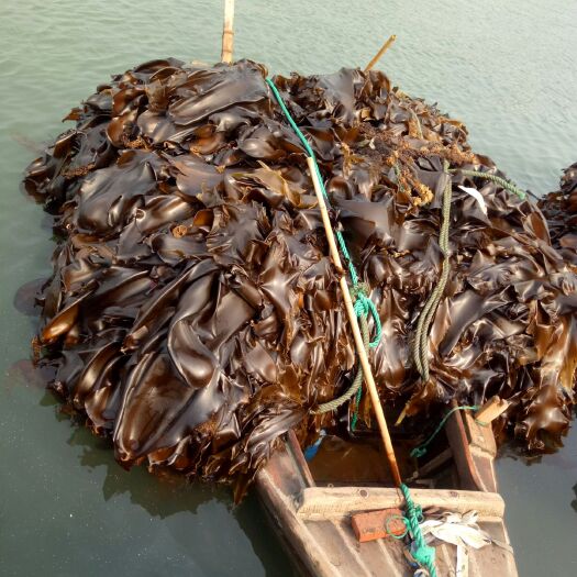 荣成市荣成海带