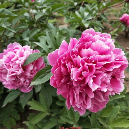 菏泽 观赏芍药大量供应各色，量大从优