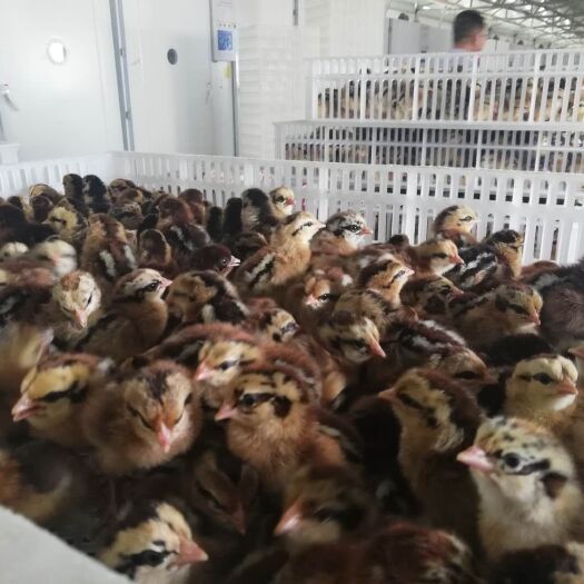 昆明黑瑶鸡苗 年中大促销黑瑶公苗，冰点价，降价不降品质。