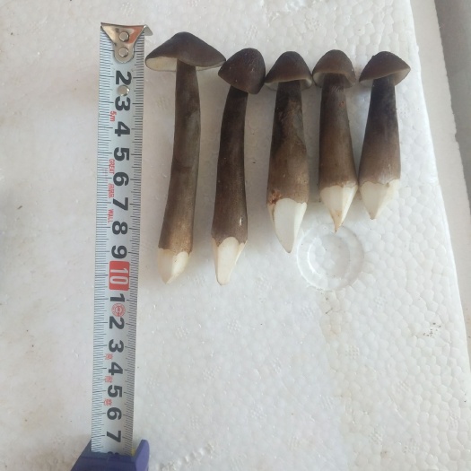 长沙县 黑皮鸡枞菌火热预订中