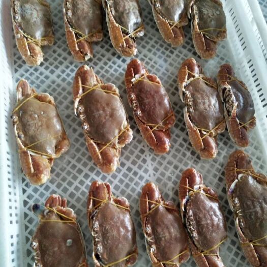 东山县岩头蟹  肉蟹，扁蟹