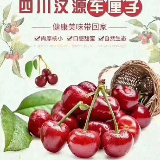 汉源县 汉源黑珍珠樱桃，现摘现卖。