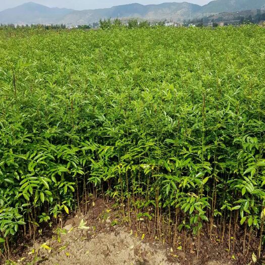 昭通云南昭通出售各种经济苗木，花椒苗苹果苗核桃苗华山松车厘子等