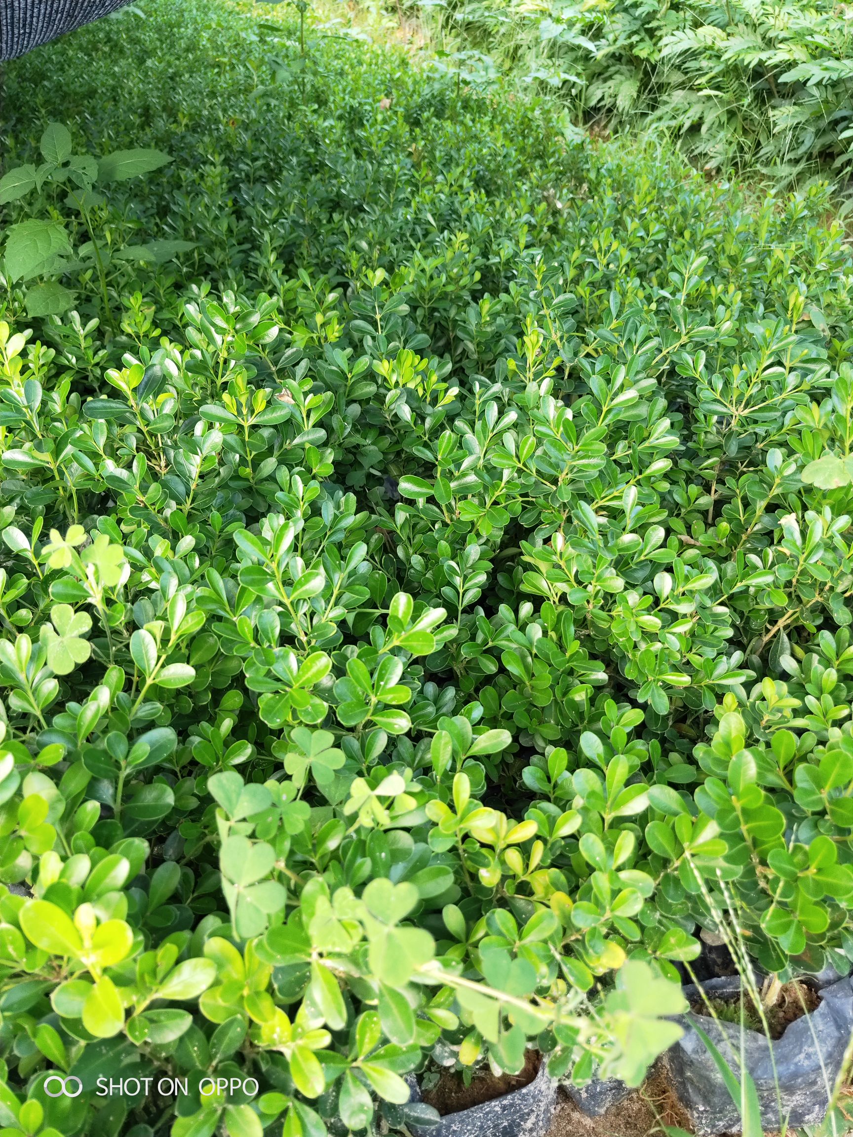 瓜子黄杨 福建 袋苗 基地 批发