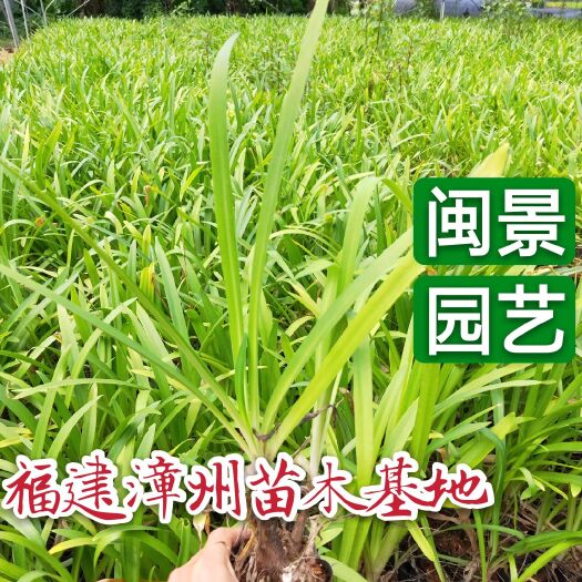 漳州百子莲高20到35厘米 福建漳州苗木基地