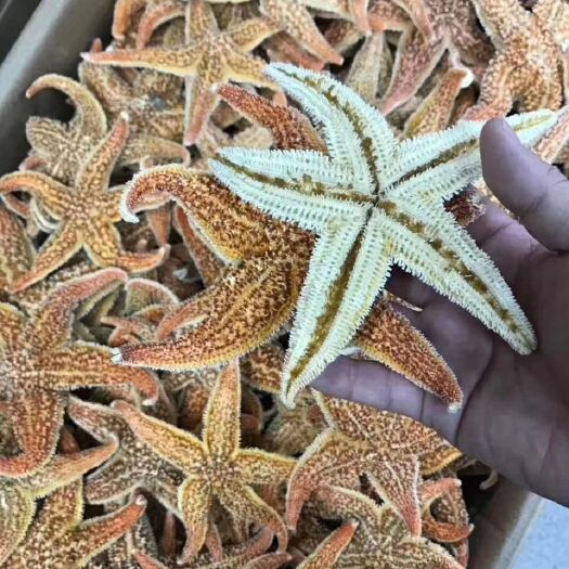 汕头海星