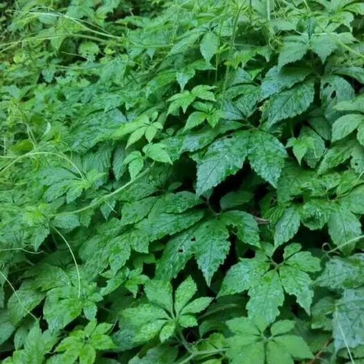 花草茶  大瑶山深山的七叶绞股蓝