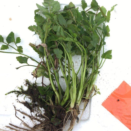 杭州水芹种子 水芹菜
