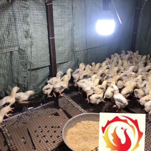 广州 东涛鸡苗  越南超大脚东涛鸡