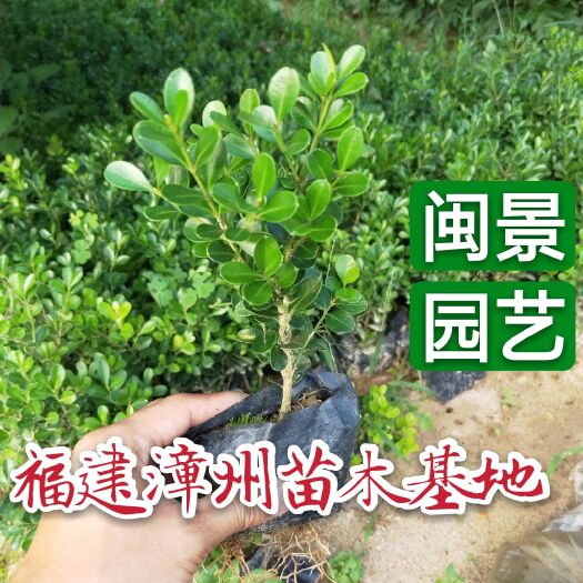 漳州瓜子黄杨木 瓜子黄杨高20厘米福建漳州苗木基地