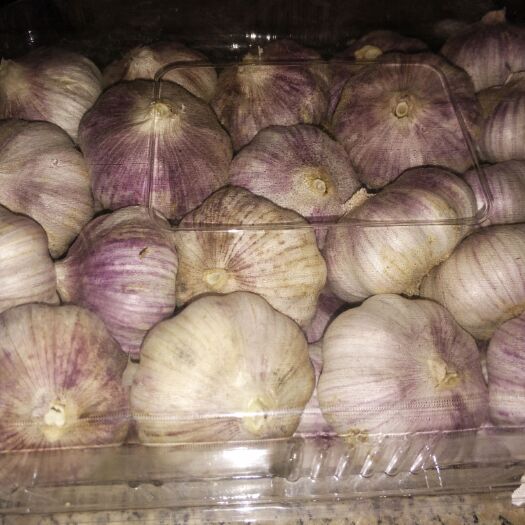 聊城红皮蒜  《益信民园》品牌有机红皮大蒜，一件代发