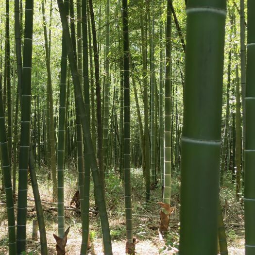 灌云县青皮竹