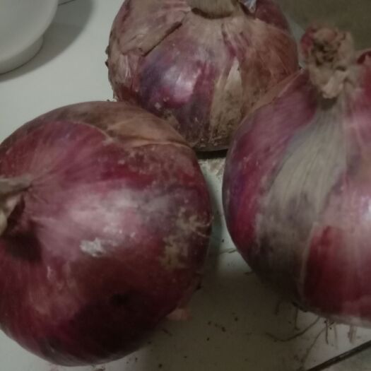 成安县红皮洋葱 大量有货