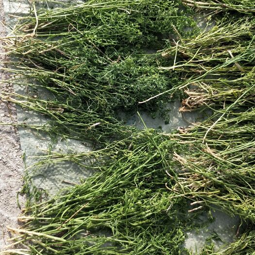 五台县 百蕊草