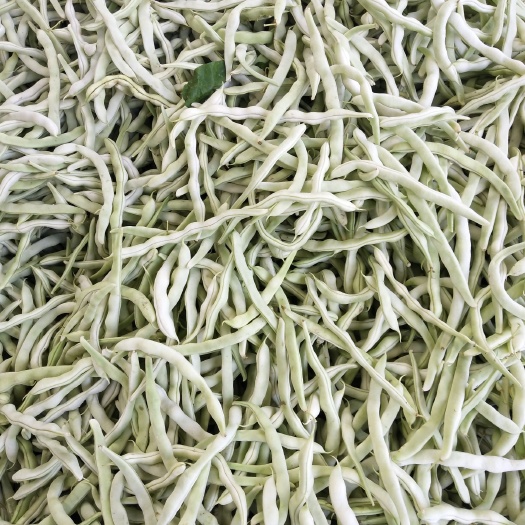 北镇市白条豆角 各种蔬菜大量上市，价格美丽，现货供应