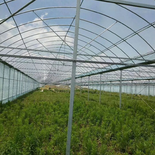 天津蔬菜大棚