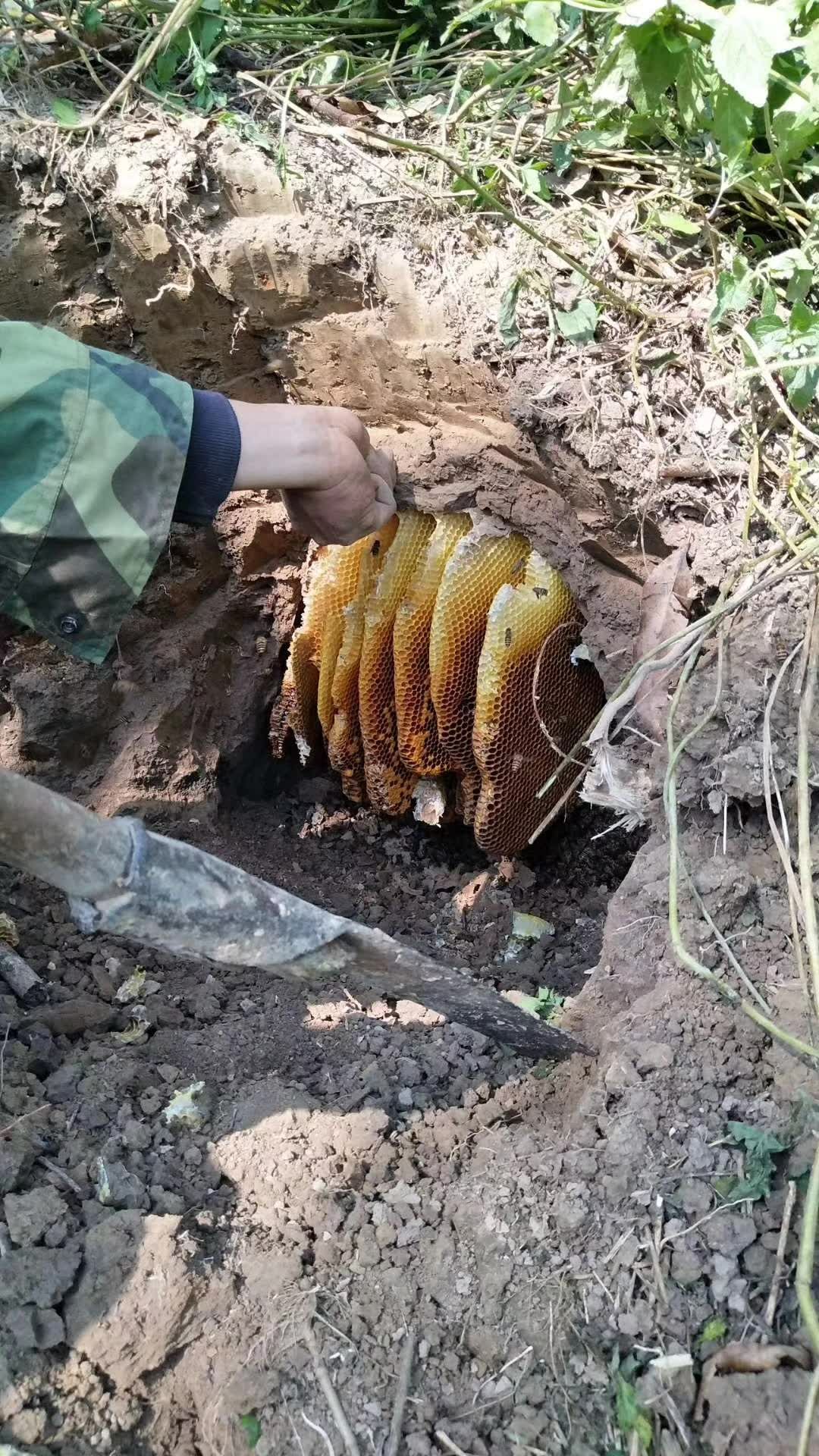 海南蜜蜂 海南仔的海南琼中野生蜂蜜