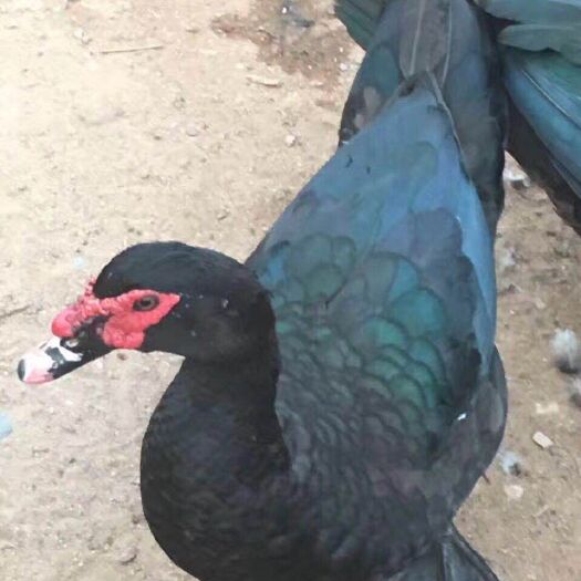 南宁 孵化场直供大种黑番鸭苗，西洋鸭苗