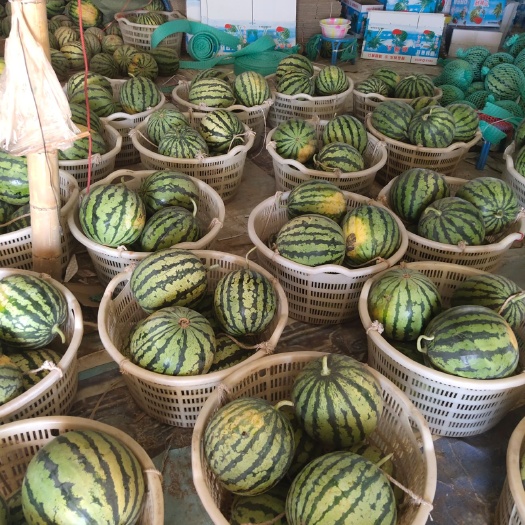 崇州市 成都西瓜8424，口口脆