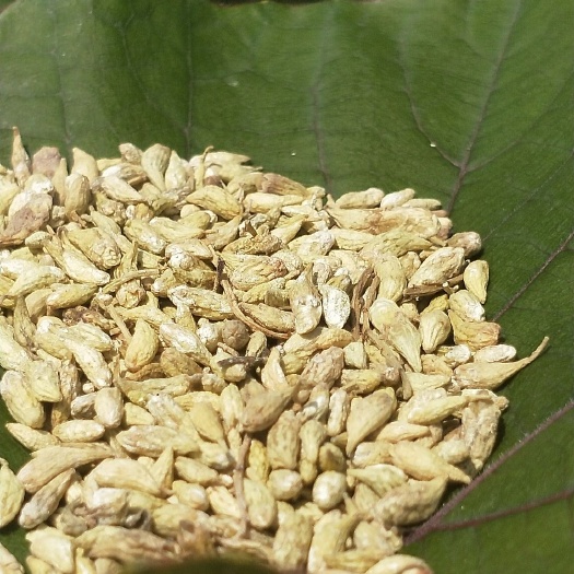 全州县槐米花茶 槐米茶 金槐茶 金槐之乡