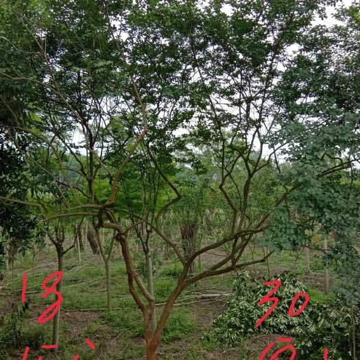 重庆市 紫薇