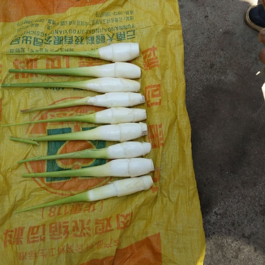 米易县 茭白已经大量上市