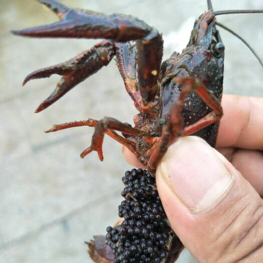霍邱县清水小龙虾 淡水龙虾种虾