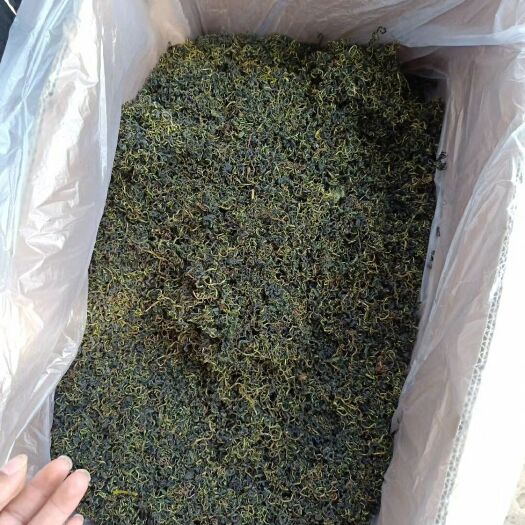 安国市 蒲公英茶高品质价格低蒲公英茶