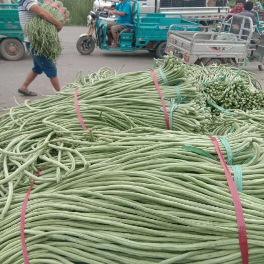 聊城 大量供应长豆角质量好的很