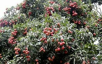  正品 桂味荔枝
