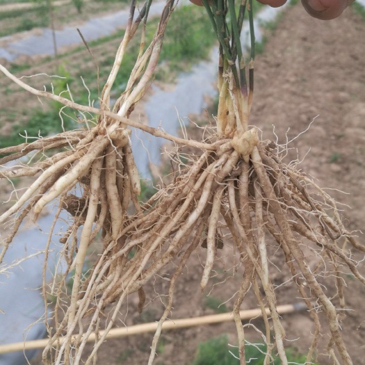 曹县芦笋苗芦笋根芦笋种苗一年苗白芦笋，青芦笋，高产抗病量大优惠