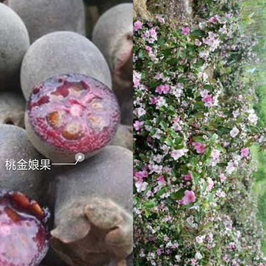 灵山县桃金娘苗 山稔子树