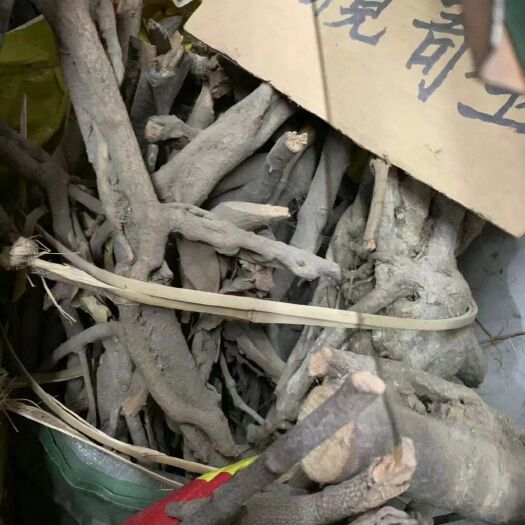 玉林 黄榄寄生