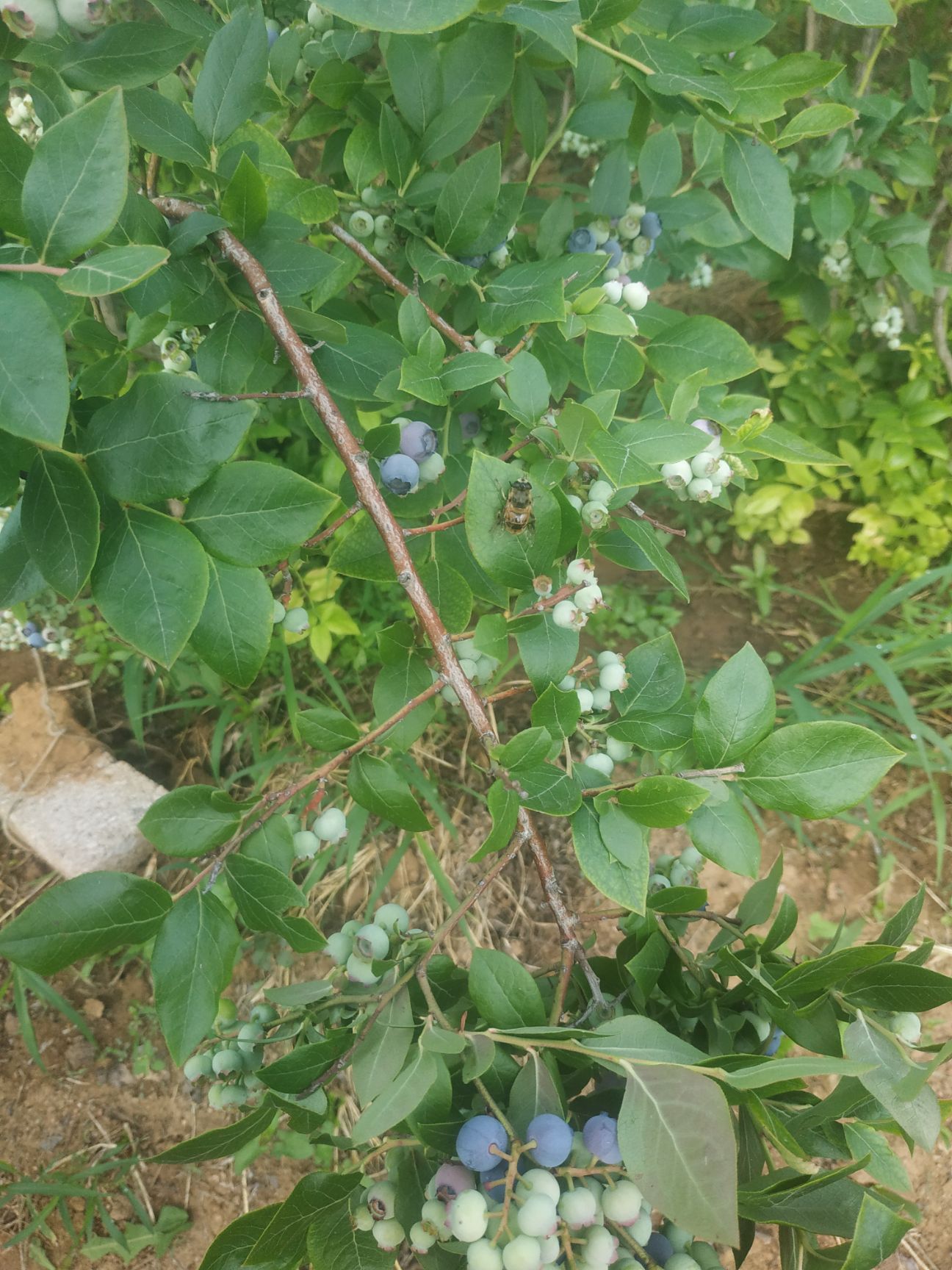 北陆蓝莓  蓝莓上市了，需要的来，诚信为本，我们合作不会让你后悔