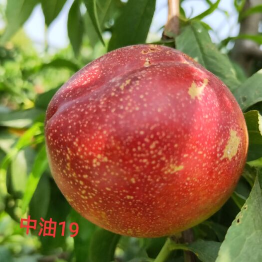 泰安中油19油桃 中油19桃6月1日果的成熟状态  需要苗的提前预定