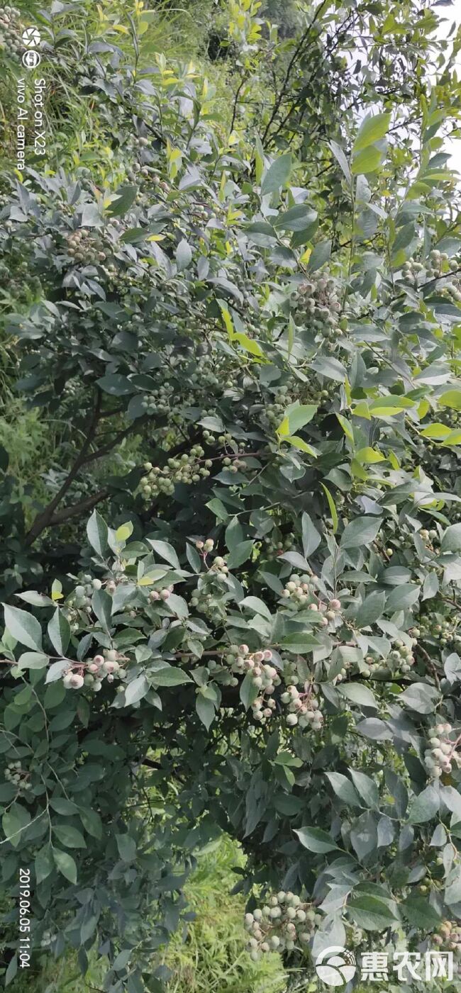  露天天然仿植野生蓝莓，大兔眼小兔眼，可供应至8月