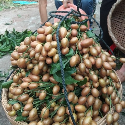灵山县黑黄皮果苗贵妃黄皮果苗果子香蜜甜下雨天不会裂果皮