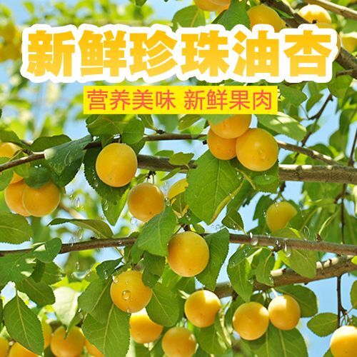 蒙阴县小白杏 30-40mm