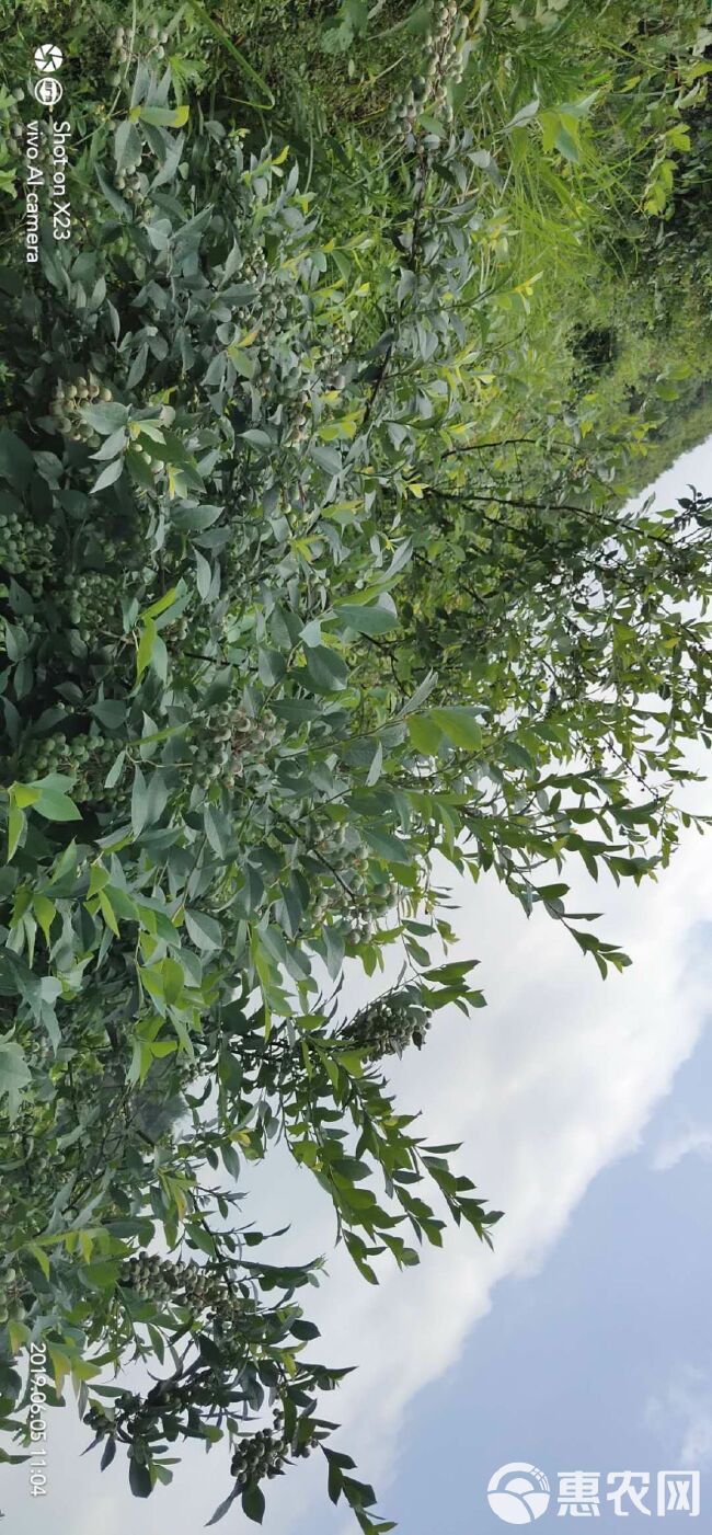  露天天然仿植野生蓝莓，大兔眼小兔眼，可供应至8月