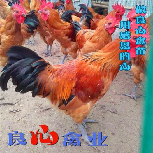 衡阳青脚土鸡苗大红公鸡苗高脚土鸡苗品种优良厂家直发农户放养土鸡苗