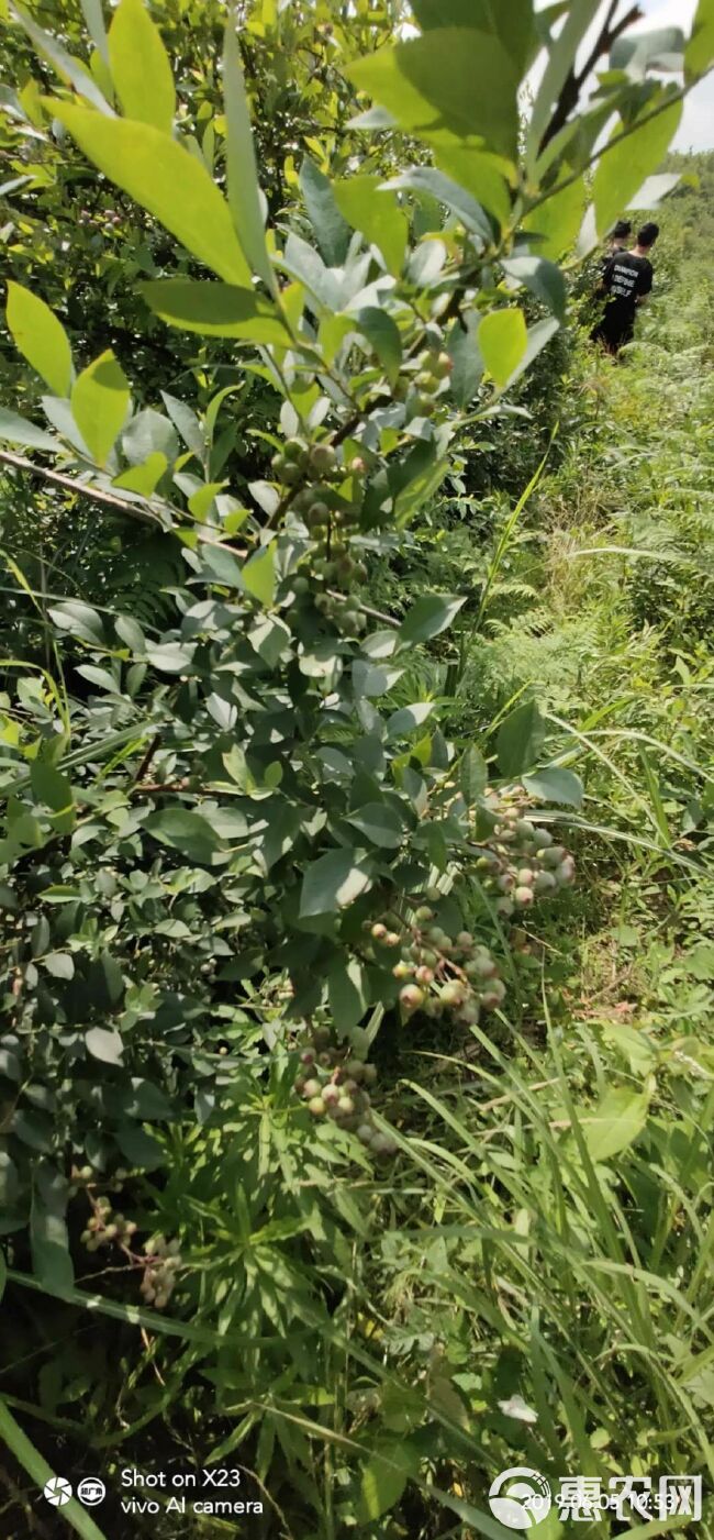  露天天然仿植野生蓝莓，大兔眼小兔眼，可供应至8月