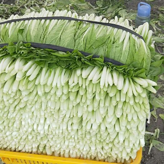 仁寿县毛白菜  专业种植大棚小白菜、瓢儿白、