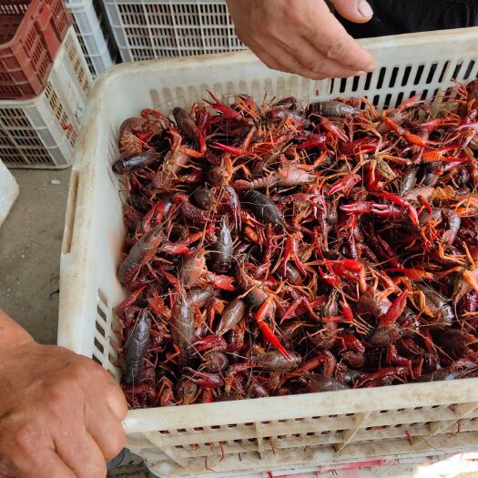 洪湖市洪湖清水小龙虾货品保证规格大小，保证品质，