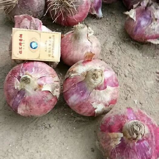 定州市 洋葱大量上市