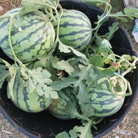 当涂县 8424无籽西瓜，个头大，甜度高，瓜型好，质量好，